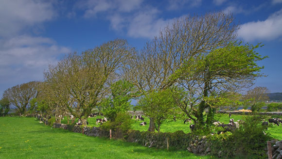 Burren Landscape