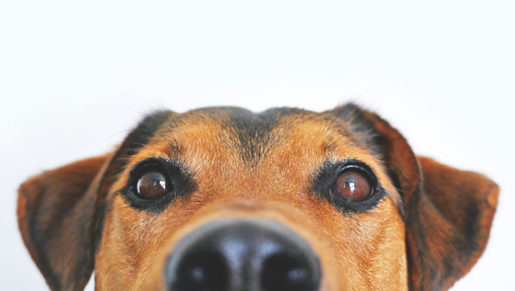 Dog shelter