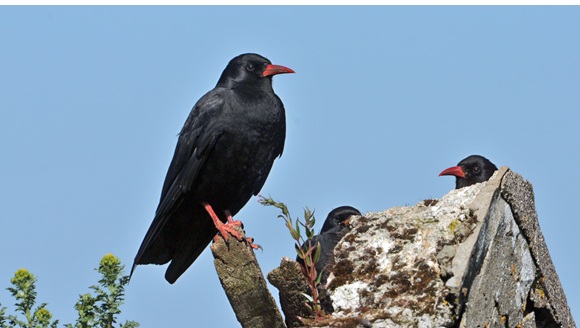 Appeal to Farmers, Landowners and Members of the Public to Lend Your Eyes and Ears to the Clare Chough Coastal Bird Survey
