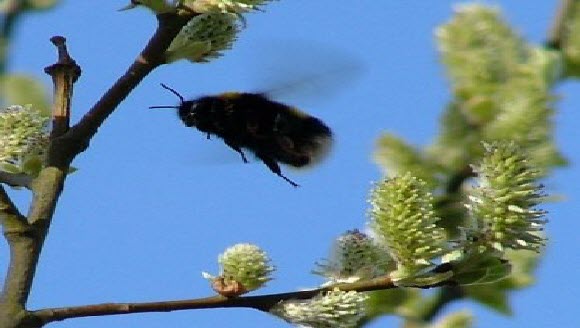 Image of insect flying near plant