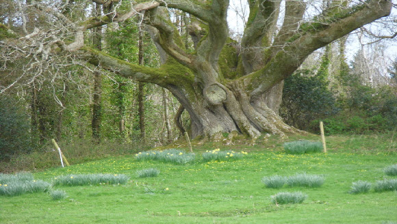 Image of Brian Ború oak tree, Tuamgraney, County Clare