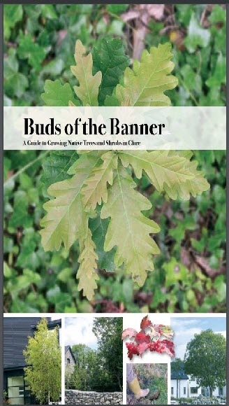 Image of cover of Buds of the Banner - A guide to growing native trees and shrubs in Clare