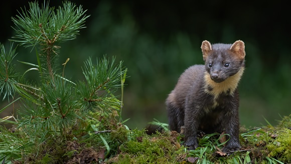 Clare’s biodiversity takes centre stage for National Biodiversity Week 2024