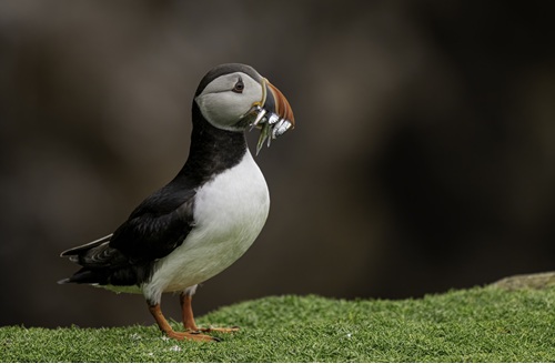 Clare’s Wildlife Steps into the Spotlight for National Biodiversity Week 2025